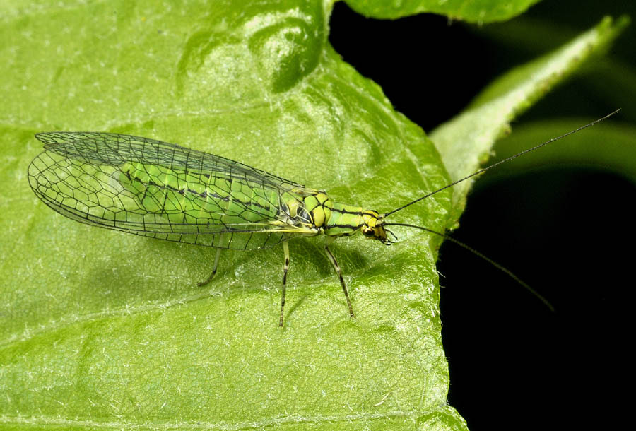 Chrysopidae: Hypochrysa elegans ?  S, femmina